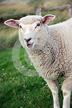 Bleating Sheep