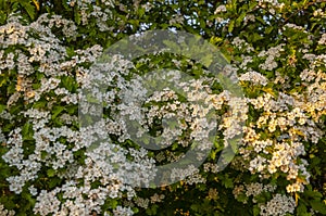 Bleautiful bossom tree during a spring time photo