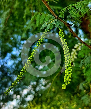 Blebs on a branch before sprouting.