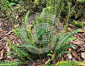 Blechnum spicant - a species of fern, hard-fern or deer fern in the forest. Green leaves of fern in the botany photo