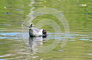 Bleck-headed gull (Larus ridibundus)