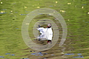 Bleck-headed gull (Larus ridibundus)