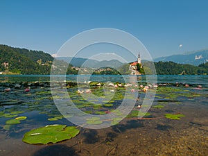Bled Island and Lake with water lilies photo