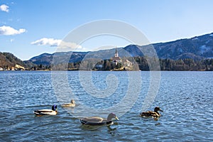 Bled lake`s ducks with church background