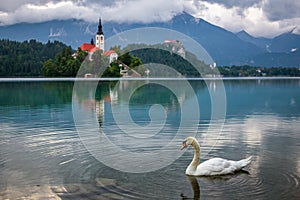 Bled, Slovenia - White swan at Lake Bled Blejsko Jezero with the Pilgrimage Church of the Assumption of Maria, Bled Castle photo