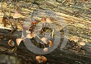 Bleeding fairy helmet, Mycena haematopus growing on wood