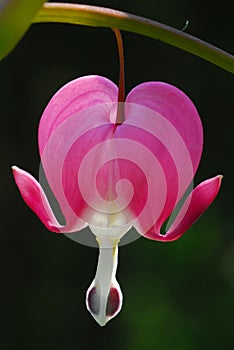 Bleeding heart photo