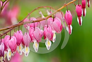 Bleeding heart