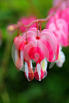 Bleeding Heart