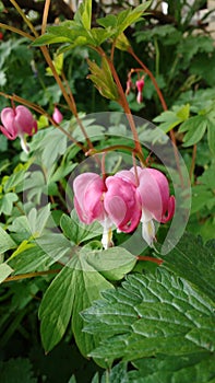 Bleeding heart