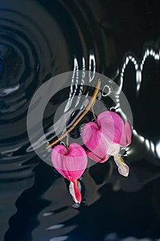 Bleeding heart on a black background close up