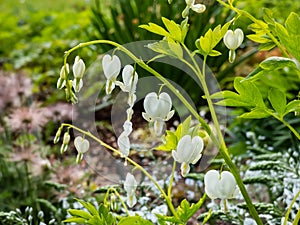 Bleeding heart Dicentra spectabilis `Alba` with divided, light green foliage and arching sprays of pure white, heart-shaped