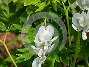 Bleeding heart Dicentra spectabilis `Alba` with divided, light green foliage and arching sprays of pure white, heart-shaped
