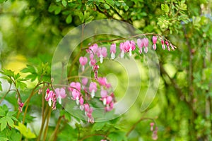 Bleeding heart or dicentra spectabilis, flowering with puffy, dangling, bright red heart-shaped flowers with a white tip