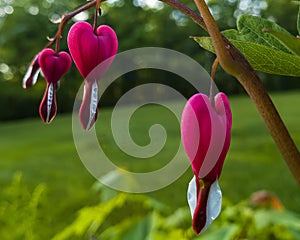 Bleeding heart (Dicentra spectabilis) pink flowers in spring garden