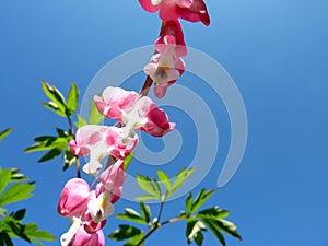 Bleeding heart flower