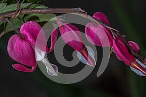 Bleeding Heart Flower