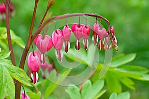 Bleeding Heart flower