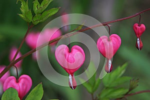 Bleeding heart flower