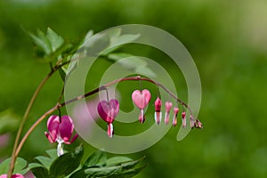 Bleeding heart flower