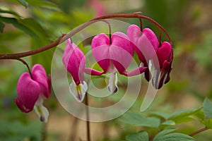 Bleeding heart flower