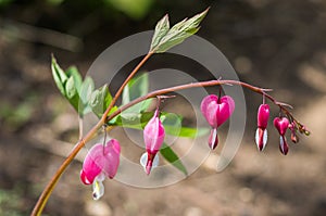 The bleeding heart is the flower.