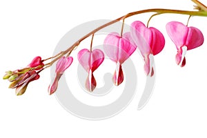 Bleeding Heart Flower