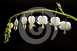 Bleeding heart flower