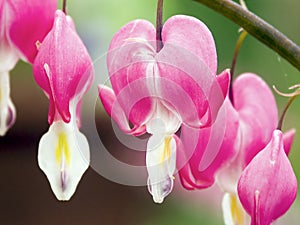 Bleeding Heart Flower Blossoms photo