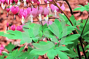 Bleeding Heart Flower Bush