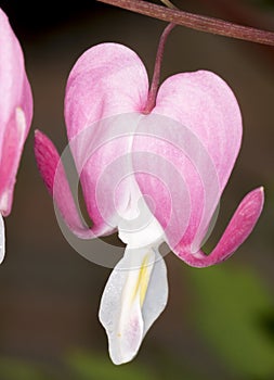 Bleeding Heart Flower Close Up