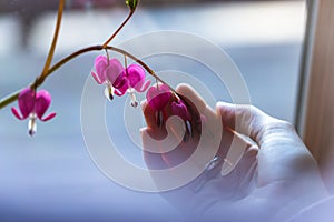 Bleeding heart flower cutting on stem in the hands of a beautiful young woman in purple sweater cupping blossom