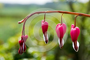 Bleeding heart flower