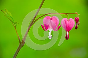 Bleeding heart flower - Dicentra spectabilis