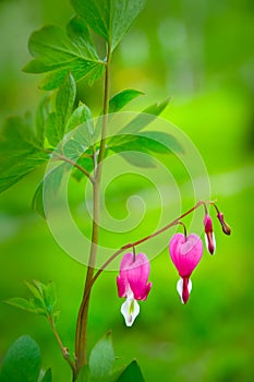 Bleeding heart flower - Dicentra spectabilis