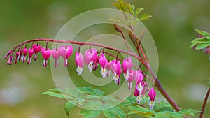 Bleeding Heart flower Dicentra spectabilis