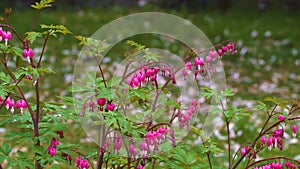 Bleeding Heart flower Dicentra spectabilis