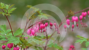 Bleeding Heart flower Dicentra spectabilis