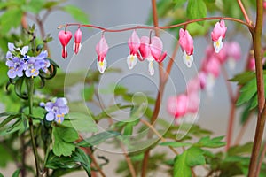 Bleeding Heart flower (Dicentra spectabilis)