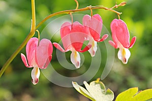 Bleeding Heart flower (Dicentra spectabilis)