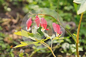 Bleeding Heart flower (Dicentra spectabilis)