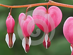 Bleeding Heart flower, Dicentra spectabils