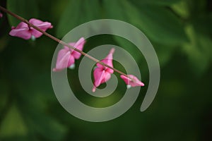 Bleeding heart flower, Dicentra spectabils. Beautiful pink flower in spring