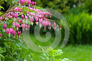 Bleeding heart flower (Dicentra Spectabils) lyre flower love heart