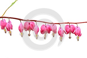 Bleeding heart flower isolated on white background.