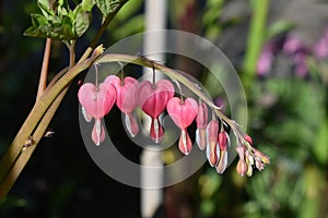 Bleeding heart flower, lamprocapnos spectabilis