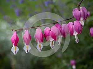 Bleeding heart flower macro image.