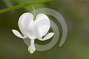 Bleeding heart flower