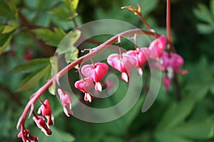 Bleeding heart flowers