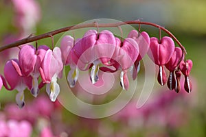 Bleeding heart flowers